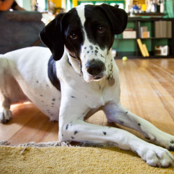 DogWatch Hidden Fence of Greater Bangor, Bangor, Maine | Indoor Pet Boundaries Contact Us Image