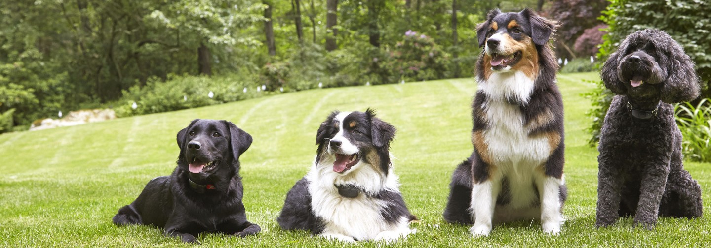 DogWatch Hidden Fence of Greater Bangor, Bangor, Maine | Support Footer Image Image