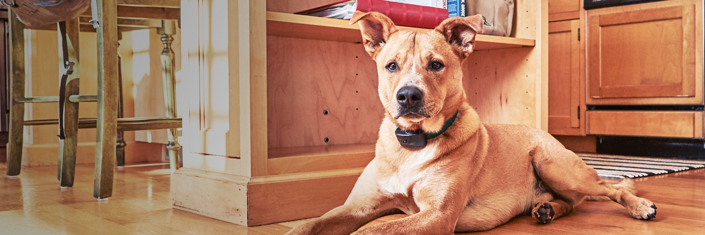 DogWatch Hidden Fence of Greater Bangor, Bangor, Maine | Indoor Pet Fences Slider Image